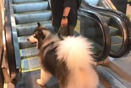 阿拉斯加乘扶梯