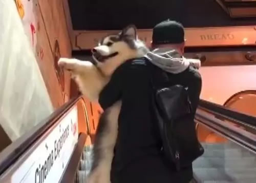 主人抱著狗乘電梯